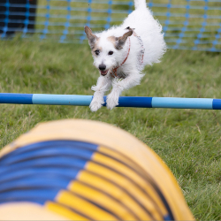 Country Dog Show